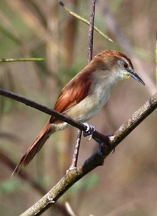 Yellow-chinned Spinetail - ML647101429