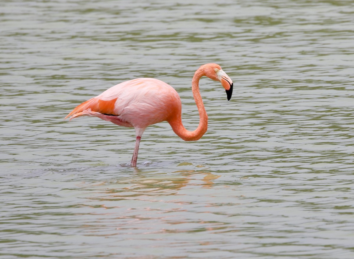 American Flamingo - ML647101430