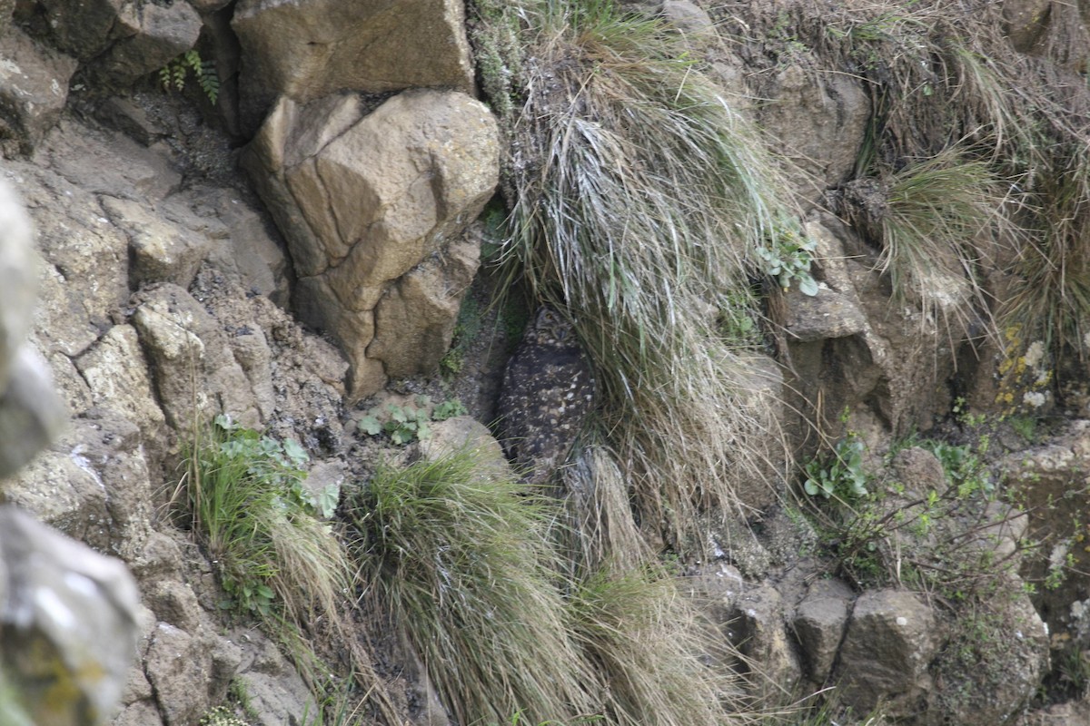 Cape Eagle-Owl (Northern) - ML647101431