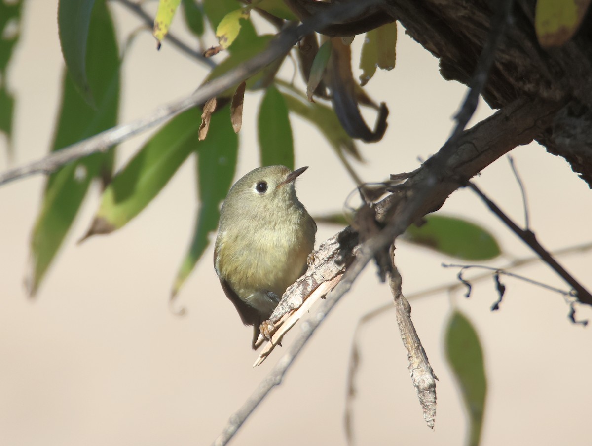 Ruby-crowned Kinglet - ML647101432