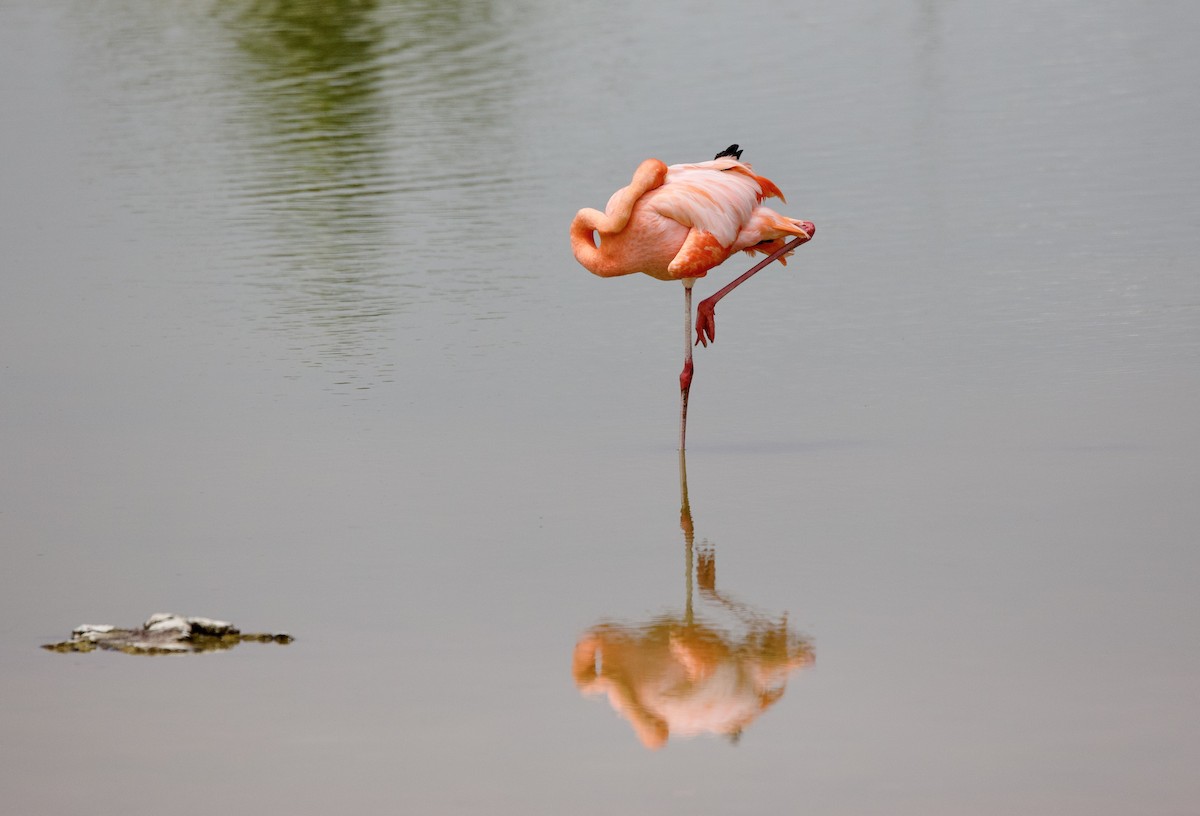 American Flamingo - ML647101437
