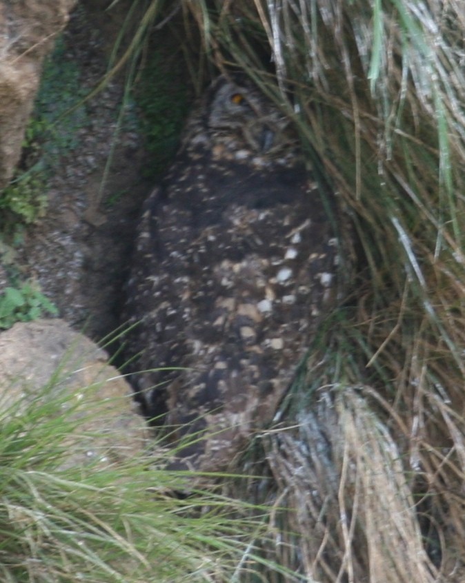 Cape Eagle-Owl (Northern) - ML647101438