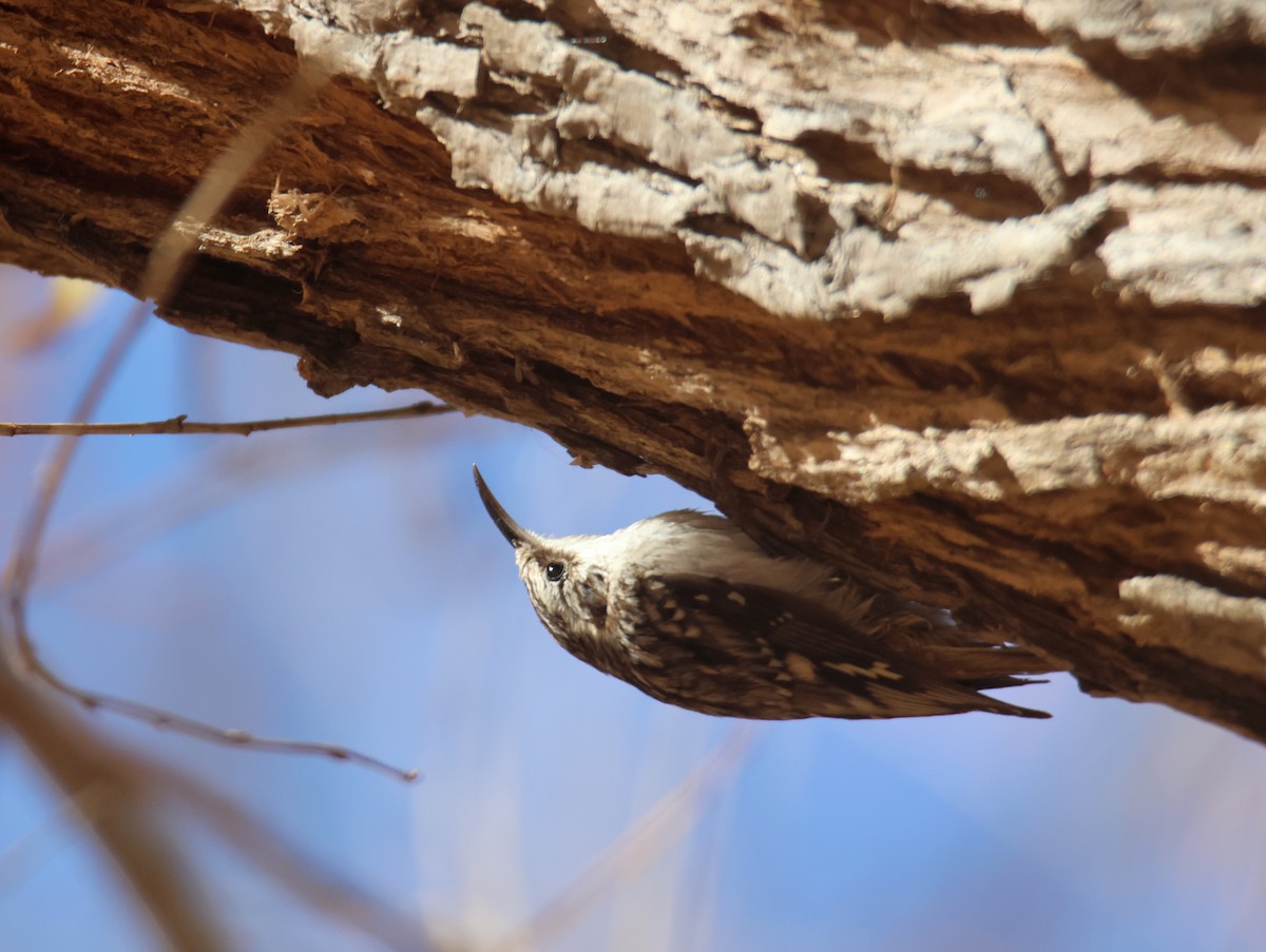Brown Creeper - ML647101439