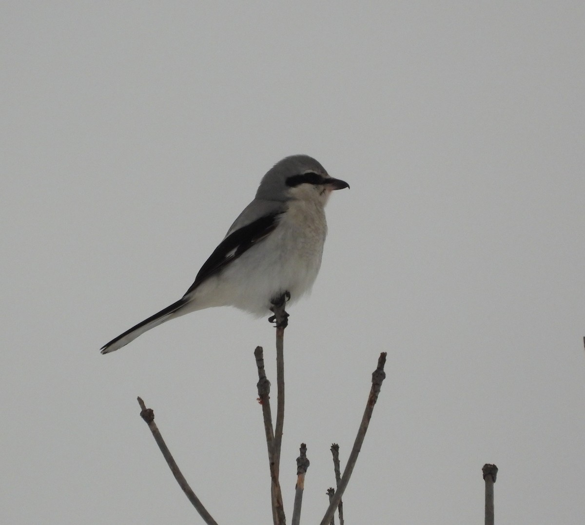 Alcaudón Boreal - ML647101441