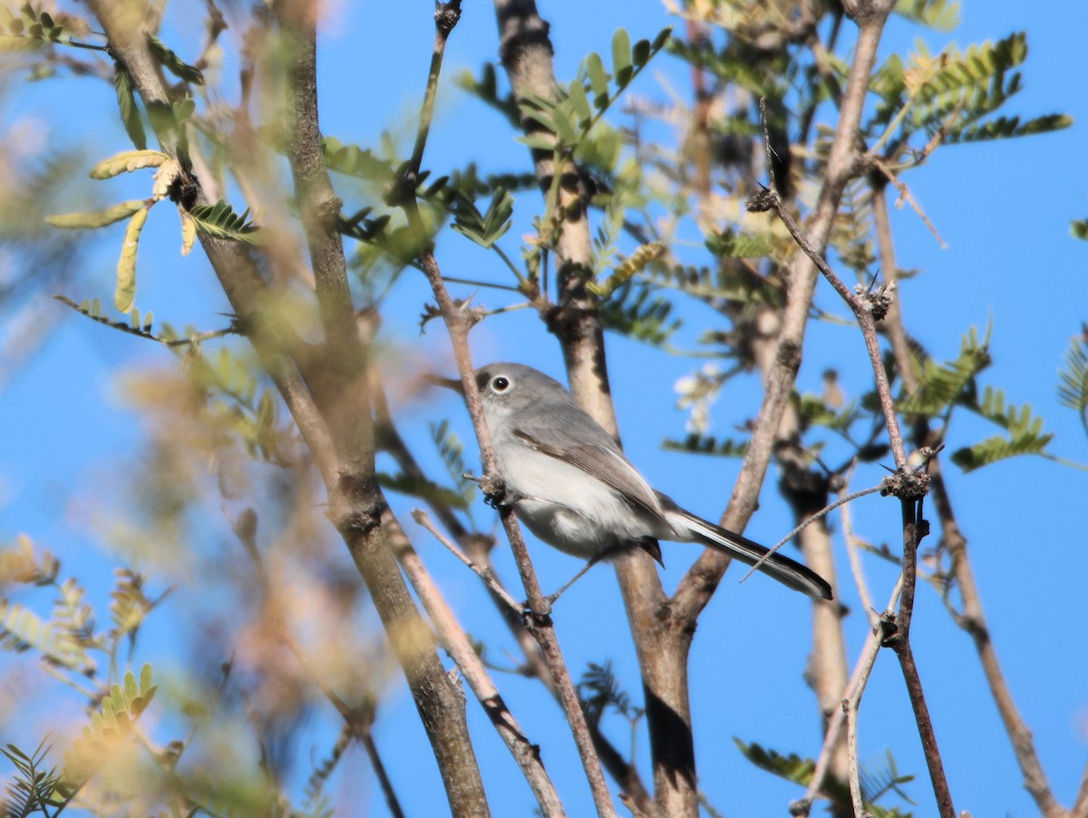 Blue-gray Gnatcatcher - ML647101444