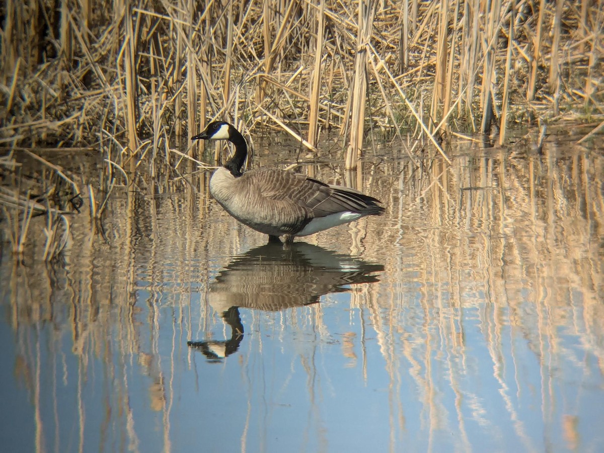 ברנטה קנדית - ML647101445