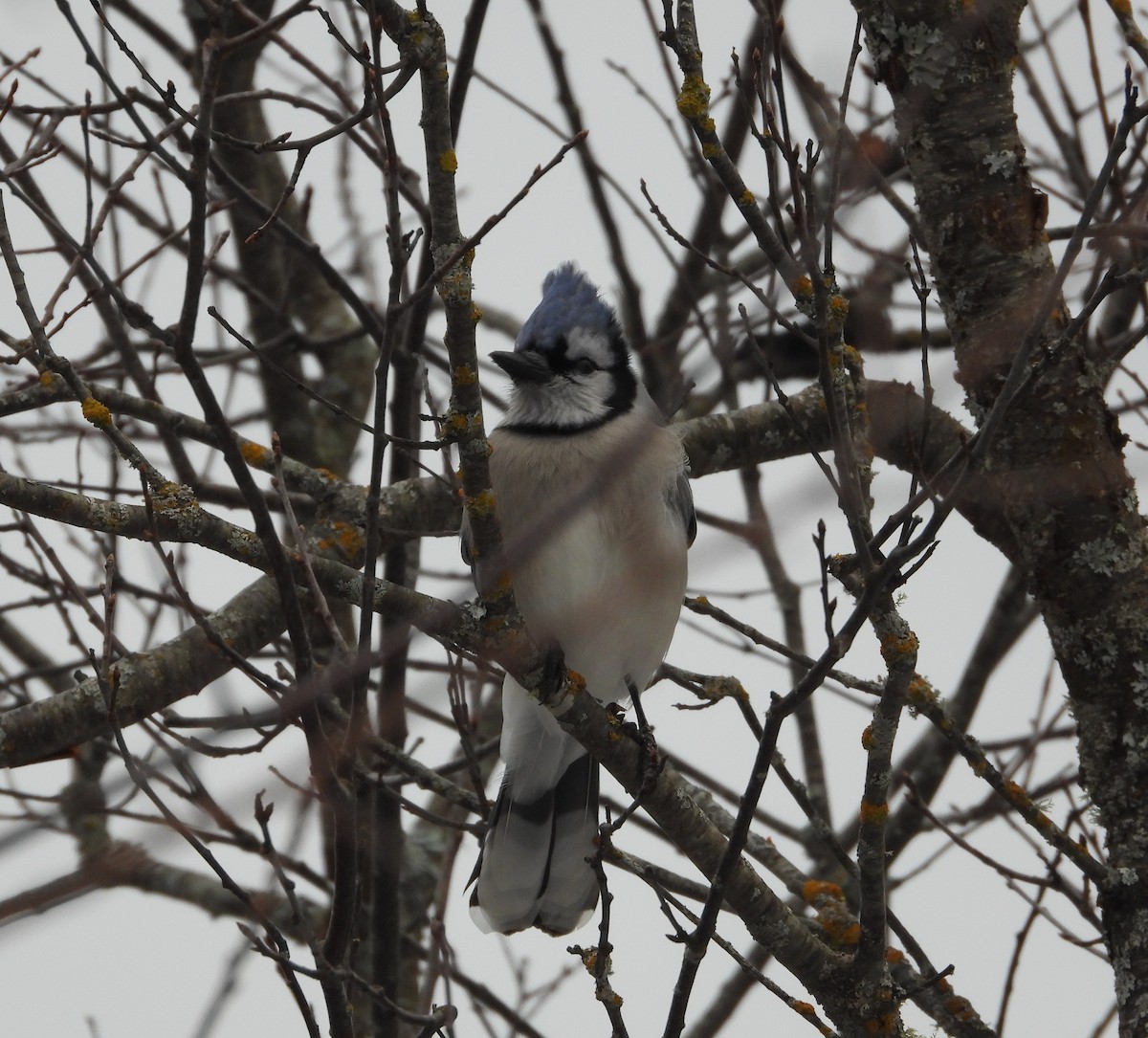 Geai bleu - ML647101453