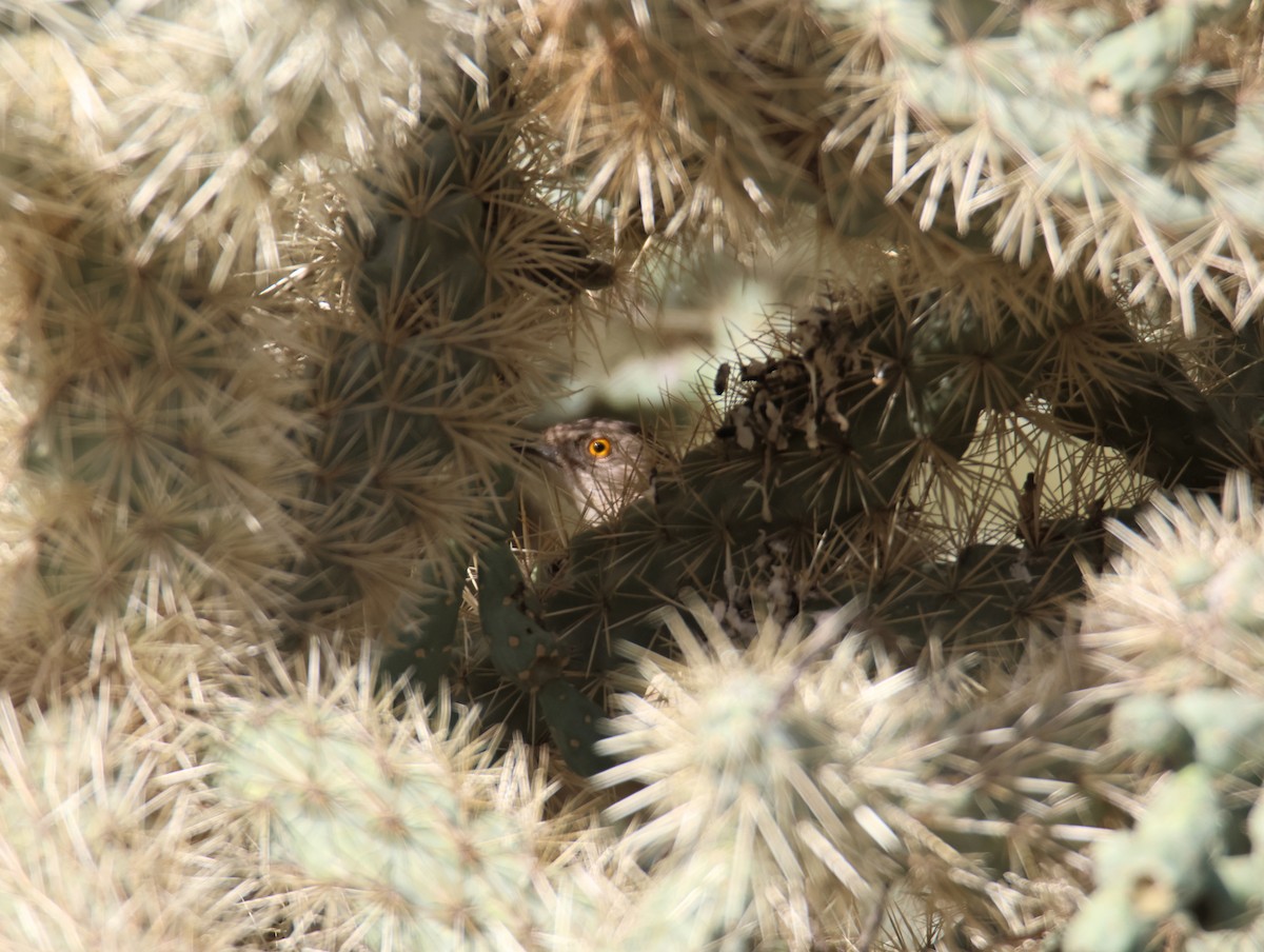 Curve-billed Thrasher - ML647101455