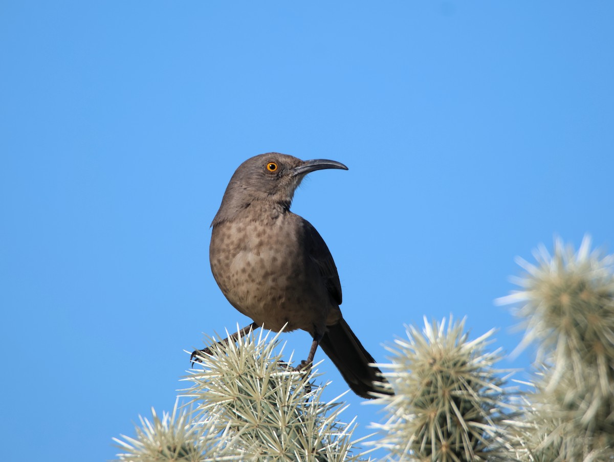 Curve-billed Thrasher - ML647101456