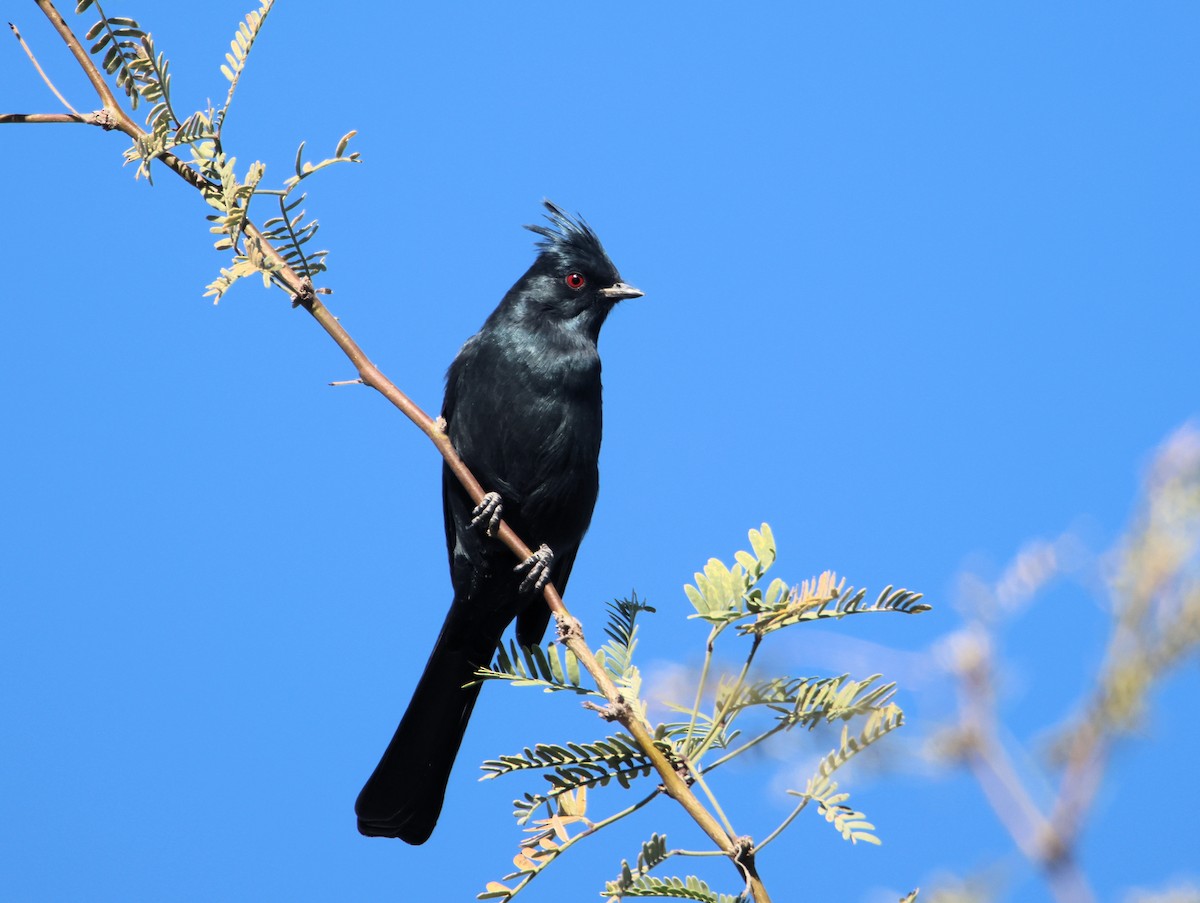 Phainopepla - ML647101465