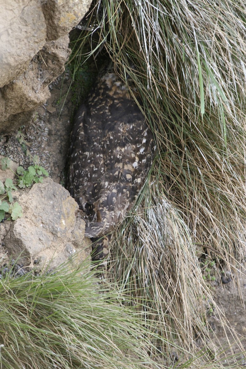 Cape Eagle-Owl (Northern) - ML647101469