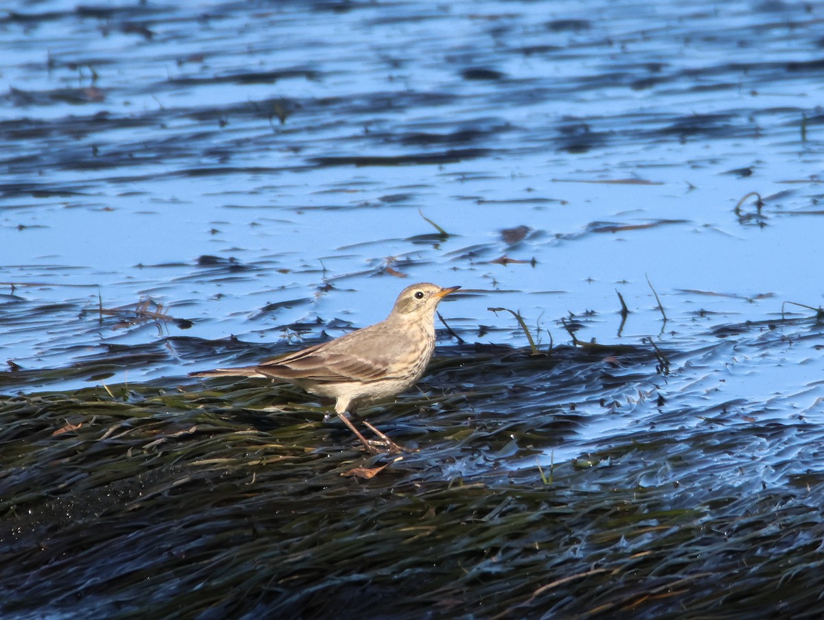 American Pipit - ML647101471