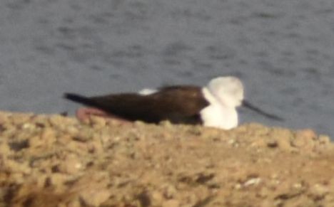 Black-winged Stilt - ML647101475