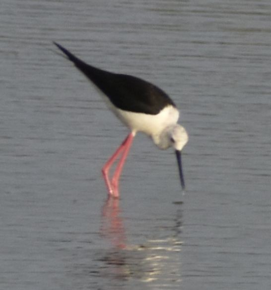 Black-winged Stilt - ML647101476