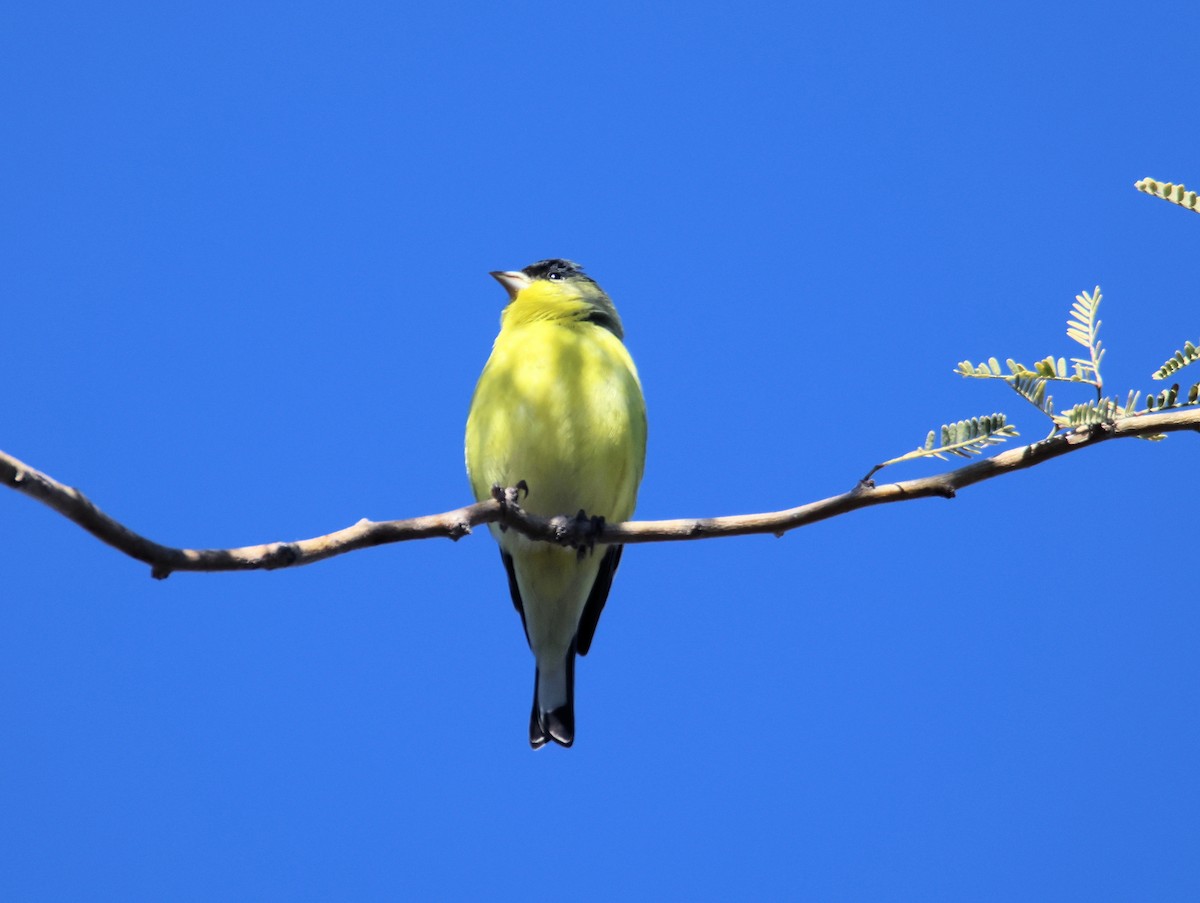 Lesser Goldfinch - ML647101477