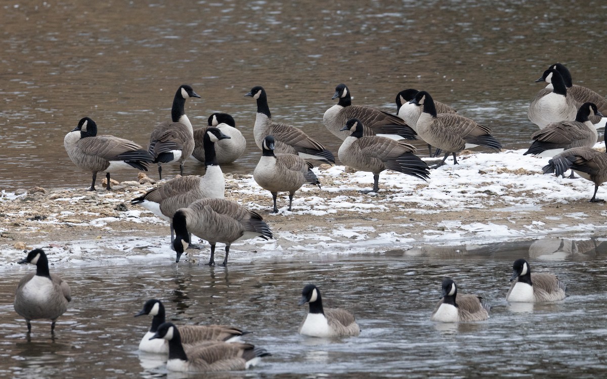 ברנטה קנדית - ML647101478