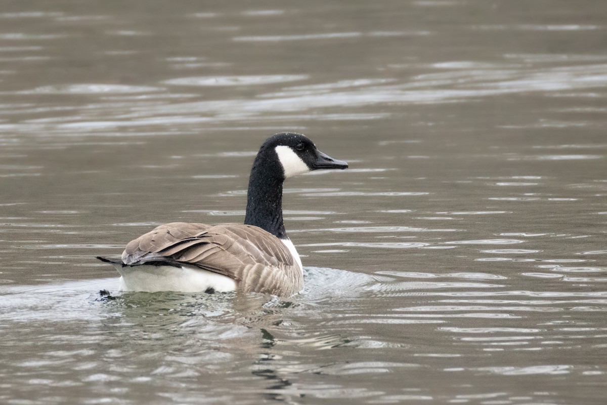 ברנטה קנדית - ML647101479