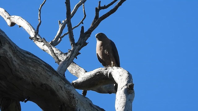 Brown Goshawk - ML647101482
