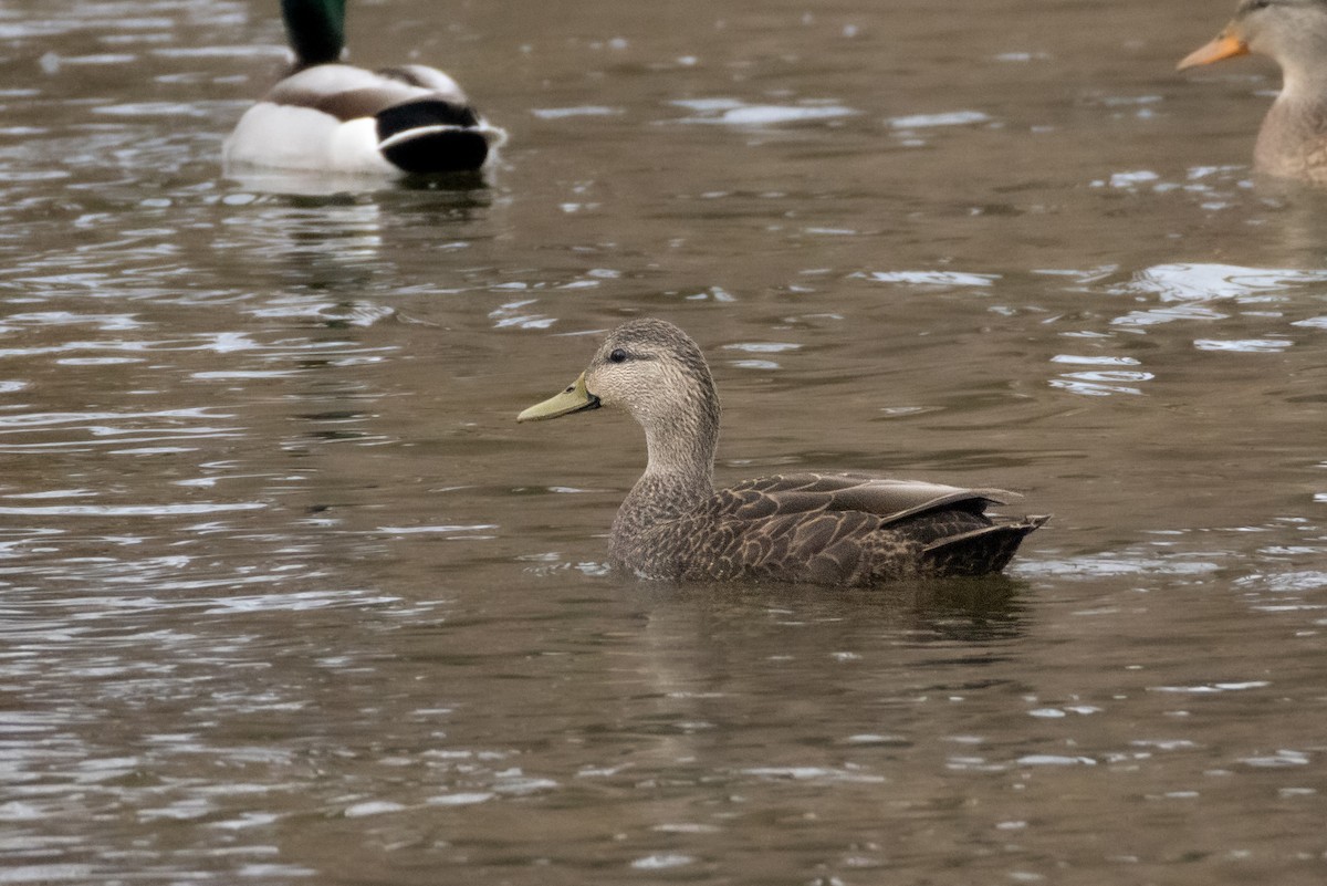 American Black Duck - ML647101483