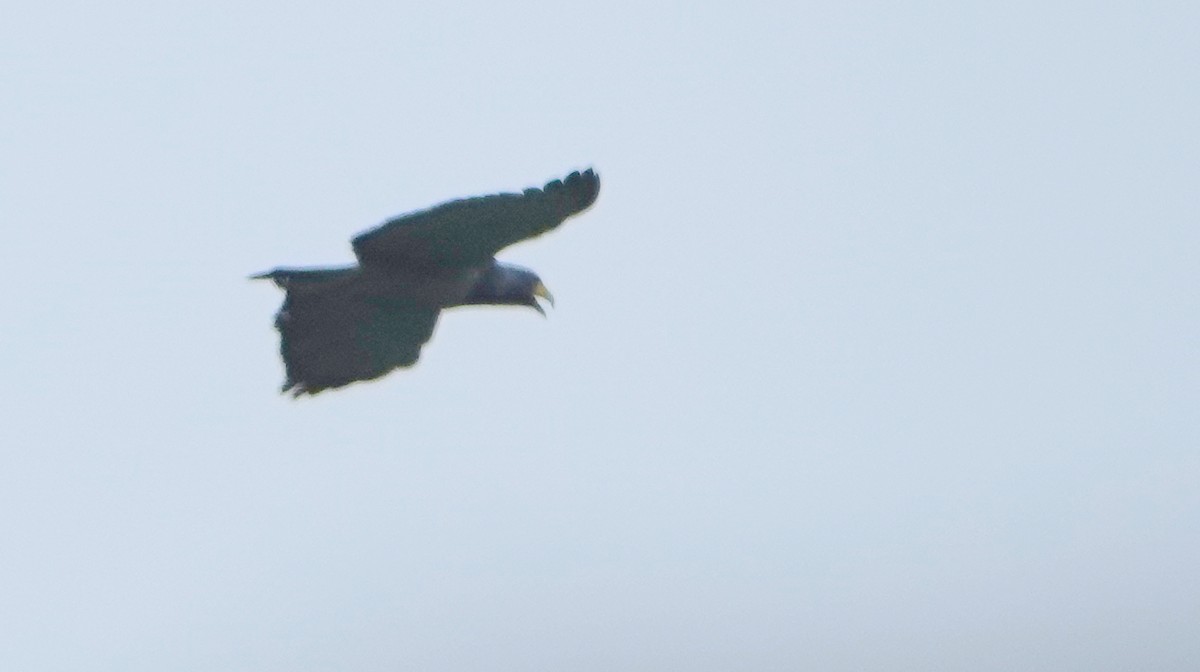 Barred Hawk - ML647101484