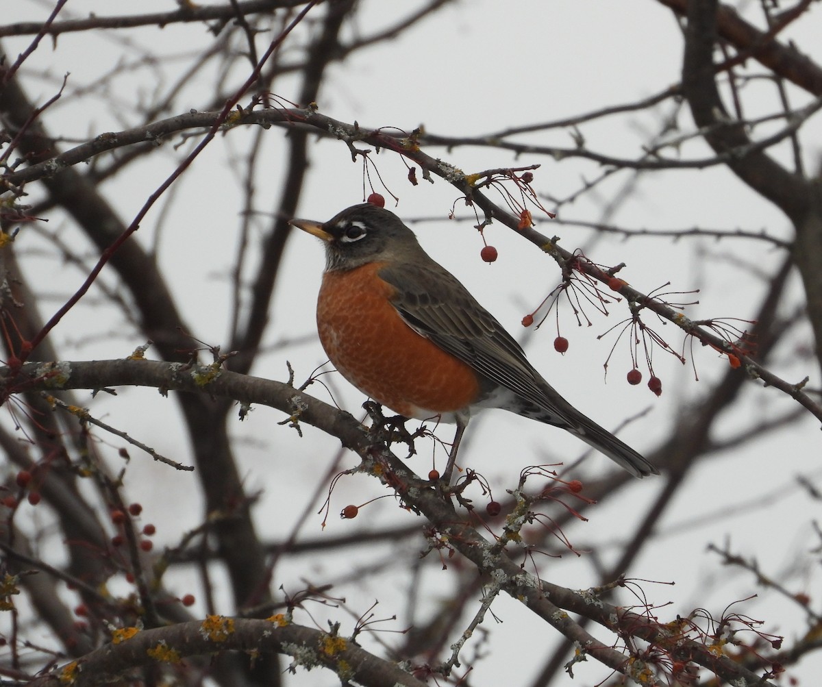 Merle d'Amérique - ML647101485