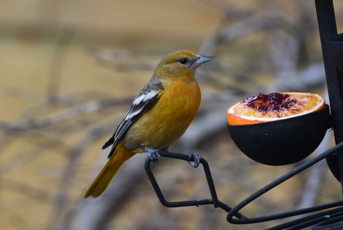 Baltimore Oriole - ML647101490