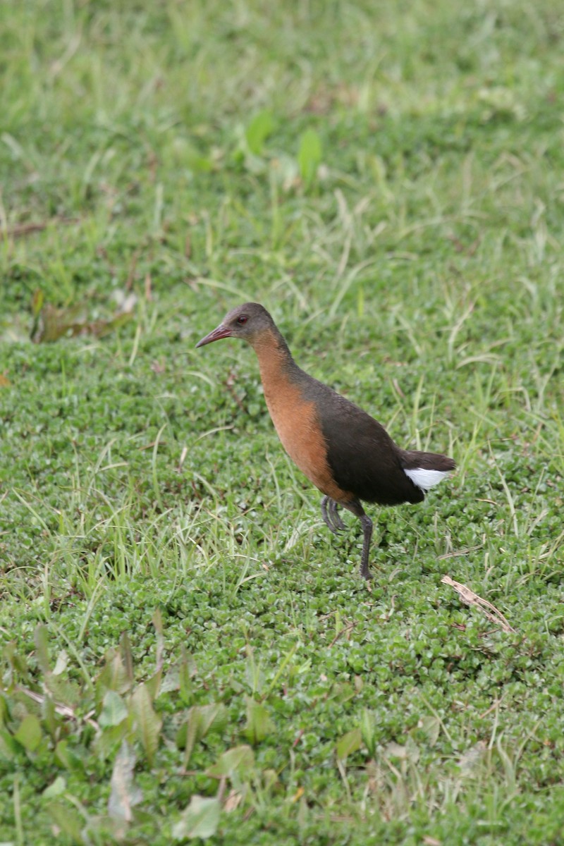 Rouget's Rail - ML647101492