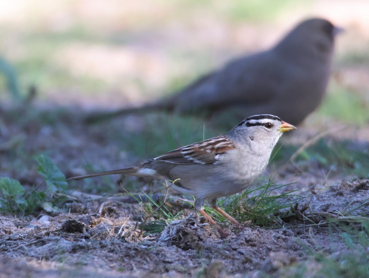 White-crowned Sparrow (Gambel's) - ML647101493