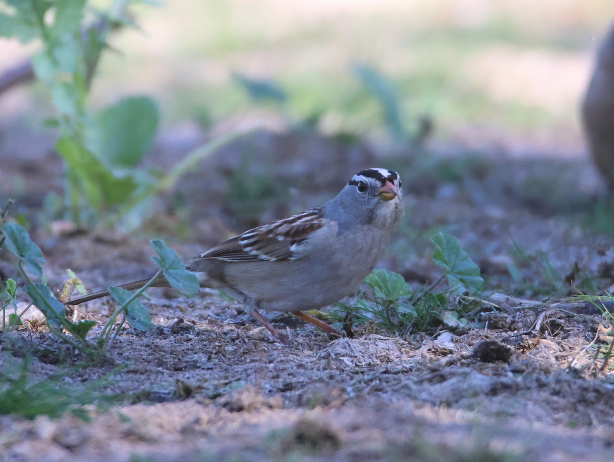 White-crowned Sparrow (Gambel's) - ML647101494