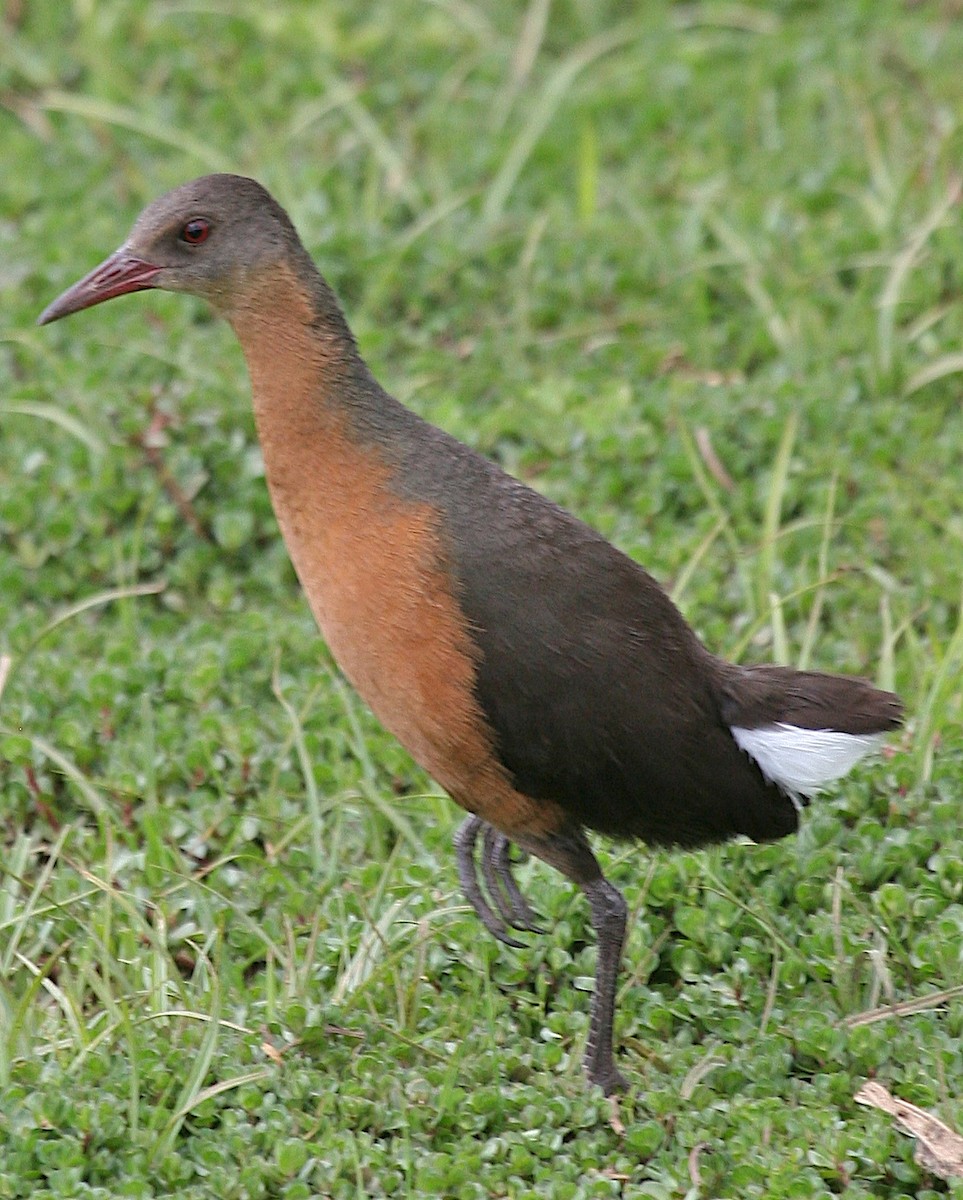 Rouget's Rail - ML647101501