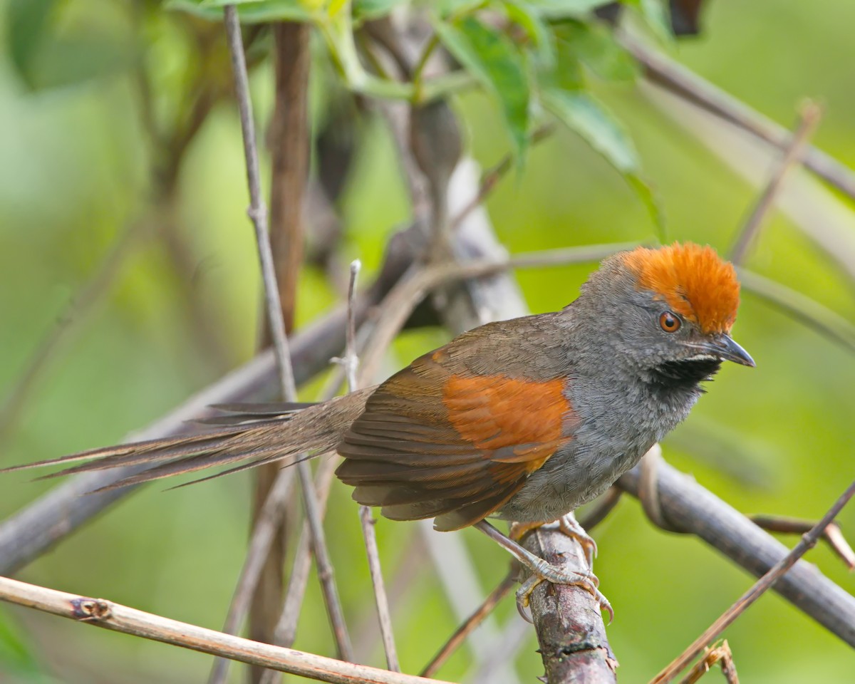 Spix's Spinetail - ML647101502
