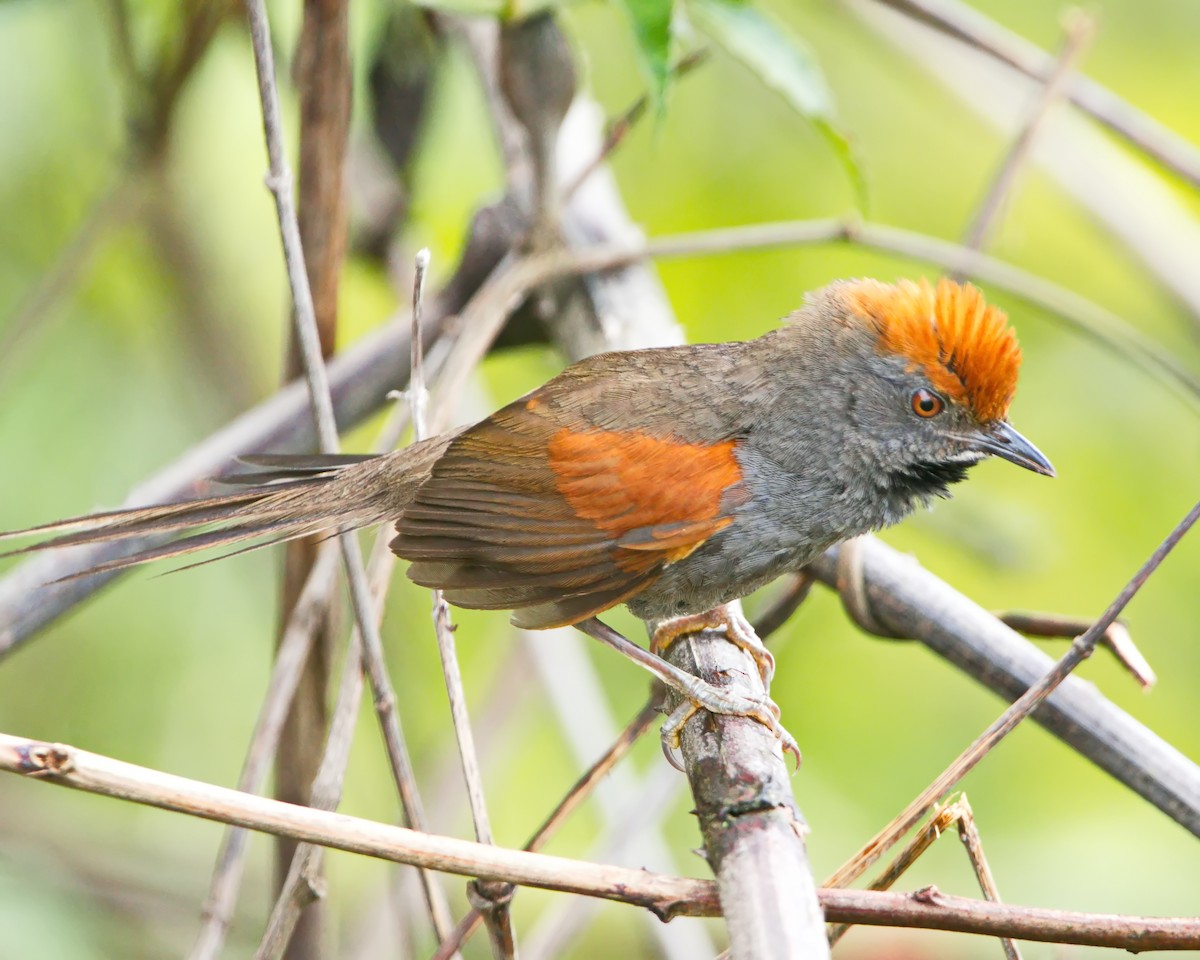 Spix's Spinetail - ML647101503