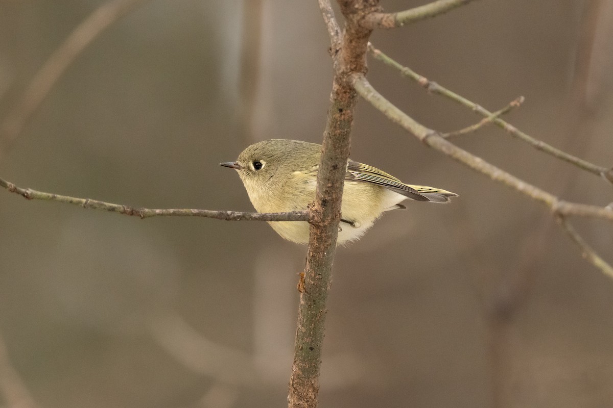 Ruby-crowned Kinglet - ML647101507
