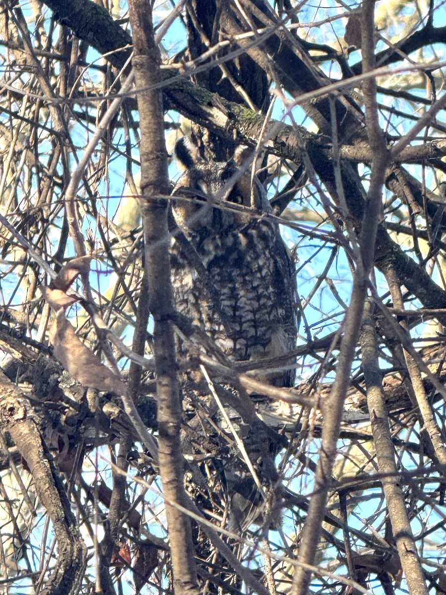 Long-eared Owl - ML647101508