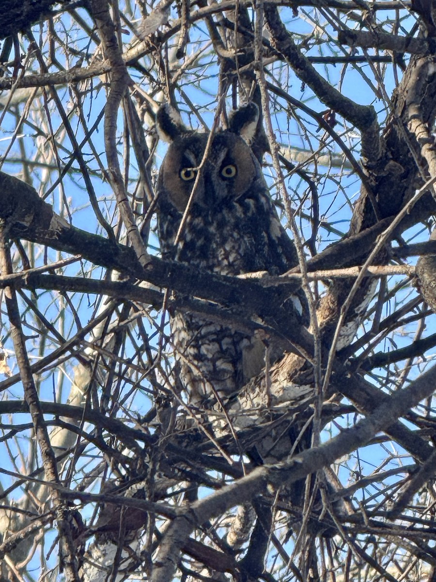 Long-eared Owl - ML647101509