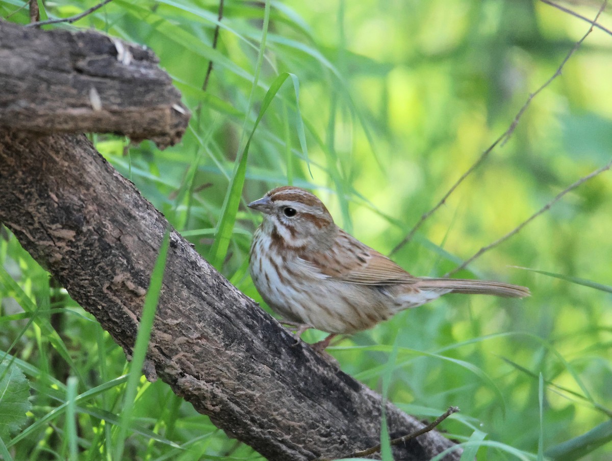 Song Sparrow - ML647101510