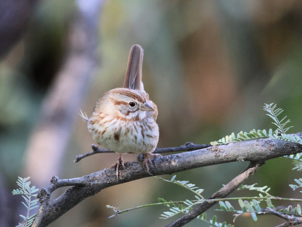 Song Sparrow - ML647101511