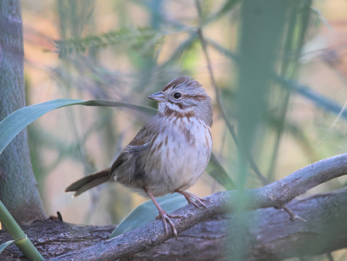 Song Sparrow - ML647101512