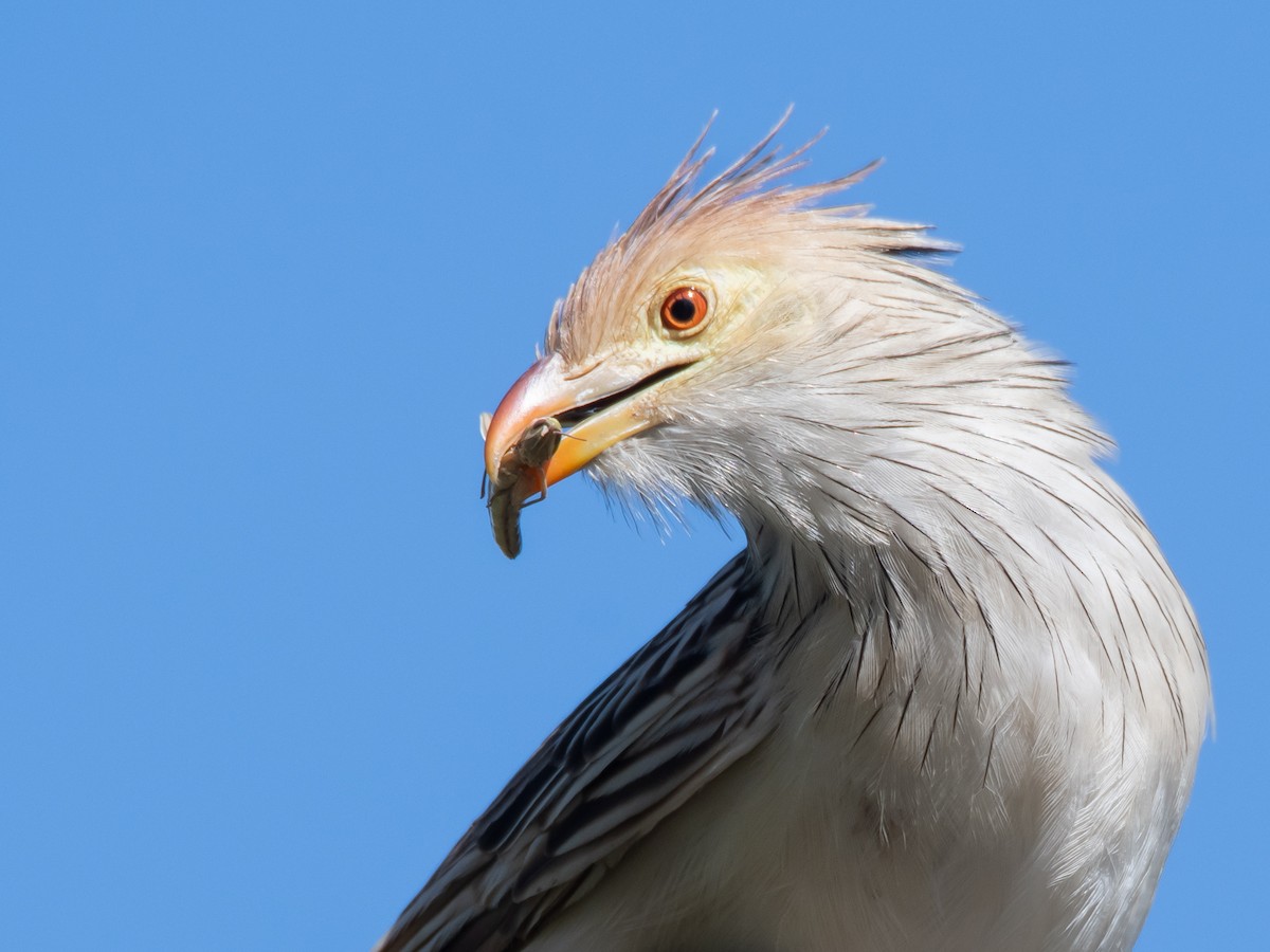 Guira Cuckoo - ML647101513