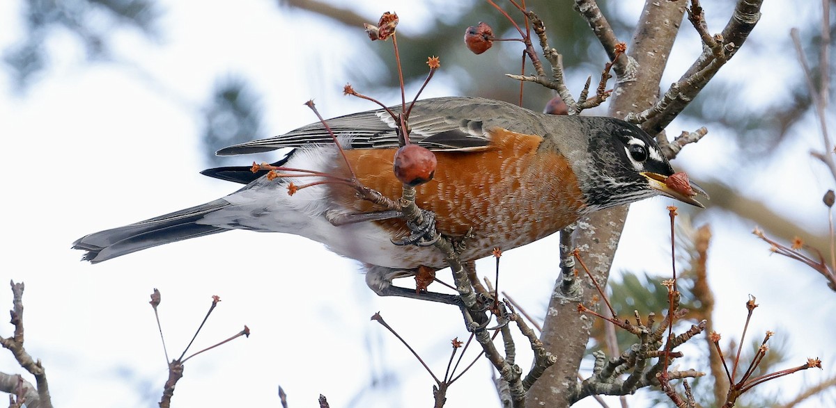 American Robin - ML647101515