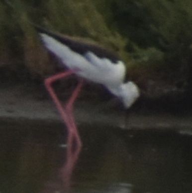 Black-winged Stilt - ML647101518