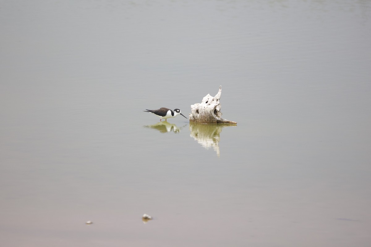 Black-necked Stilt (Black-necked) - ML647101519