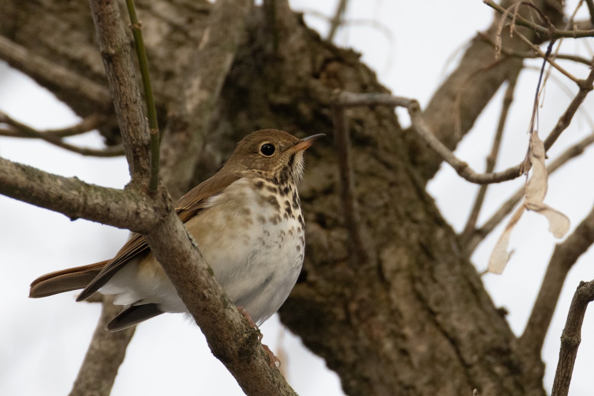 Hermit Thrush - ML647101520