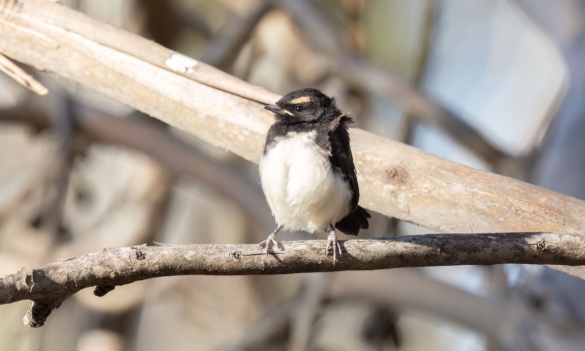 Willie-wagtail - ML647101523