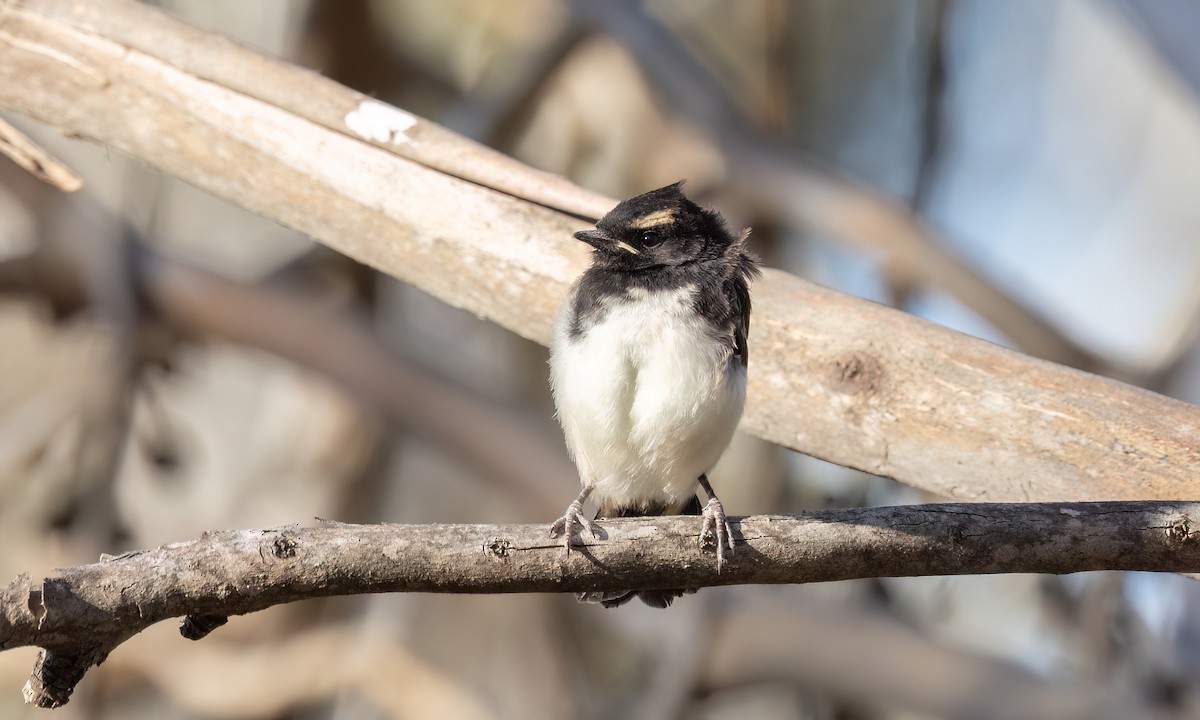 Willie-wagtail - ML647101524