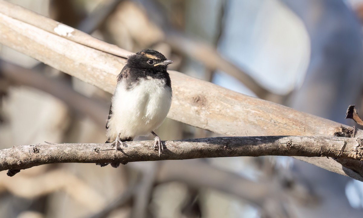 Willie-wagtail - ML647101525