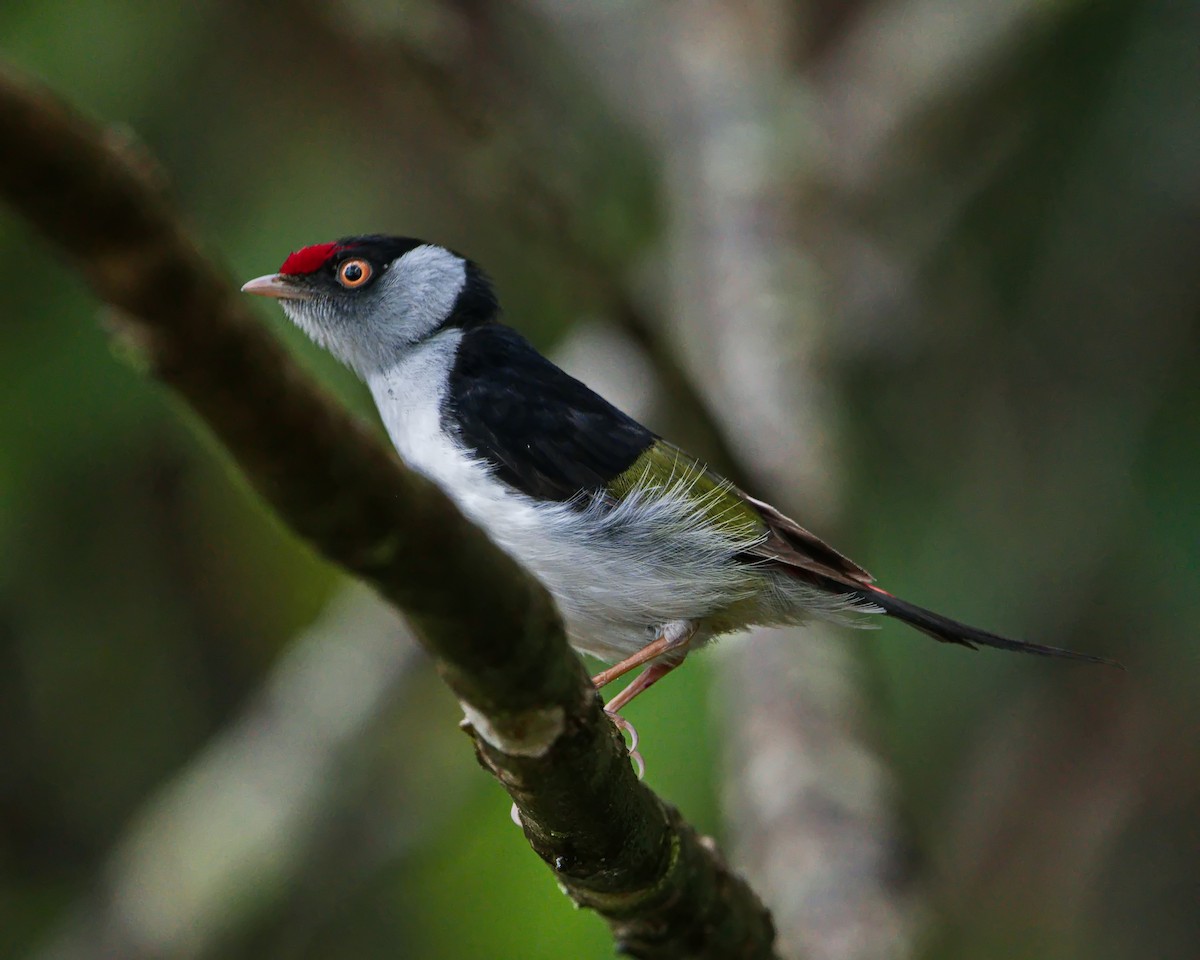 Pin-tailed Manakin - ML647101526