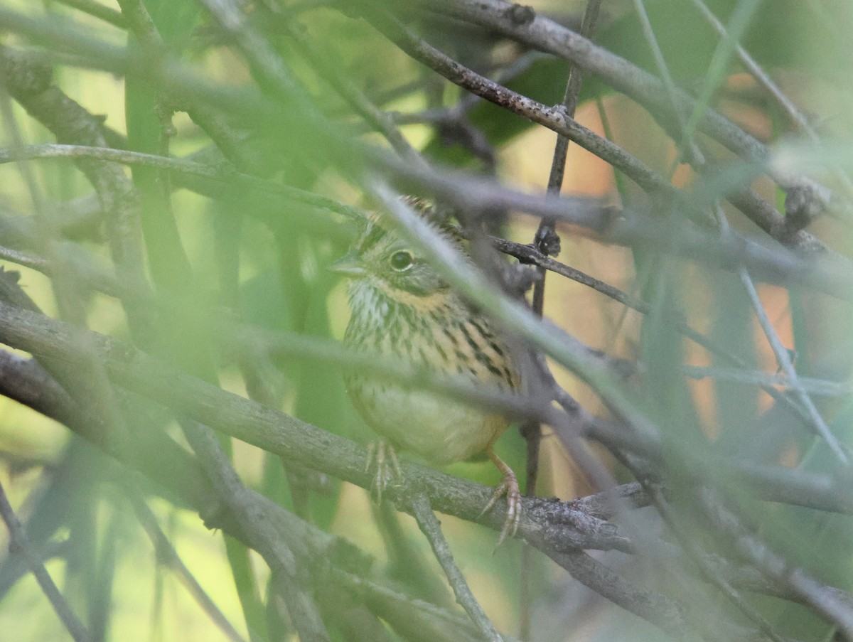 Lincoln's Sparrow - ML647101529