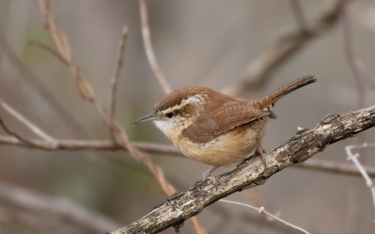 Carolina Wren - ML647101532
