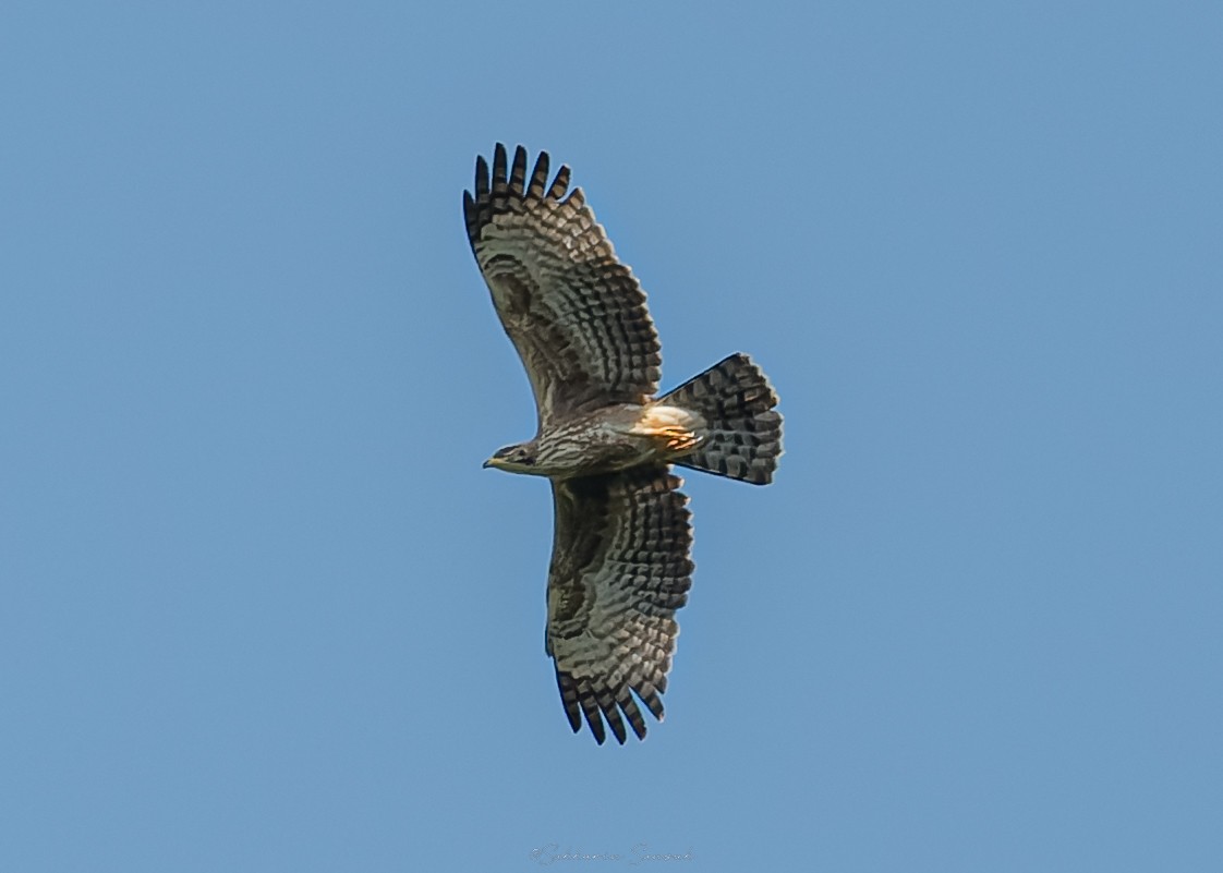 Oriental Honey-buzzard - ML647101534
